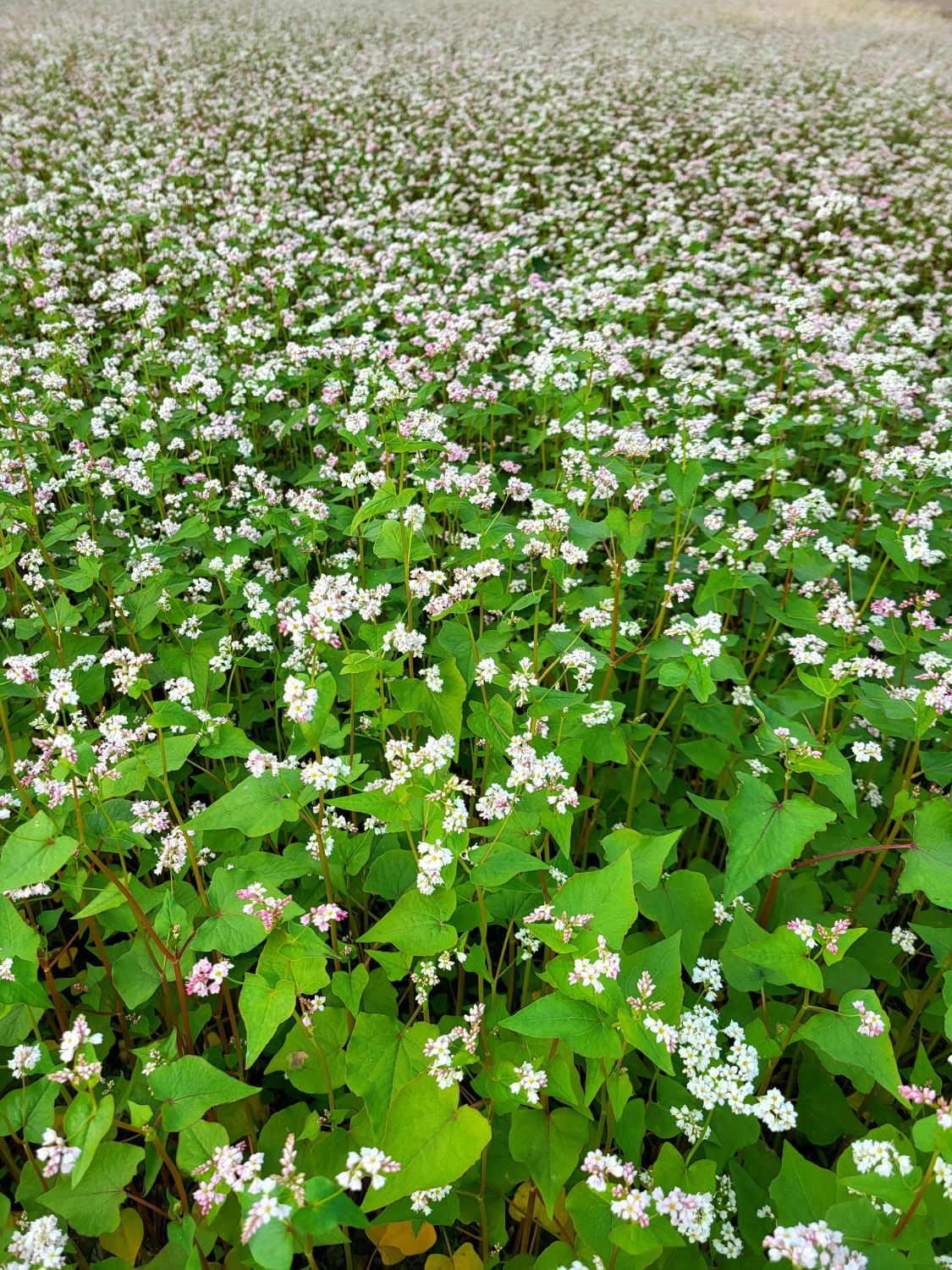 A field of buckwheat in full white and pink bloom